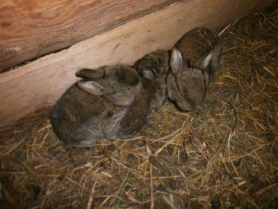 Прикрепленное изображение: P4011138.JPG